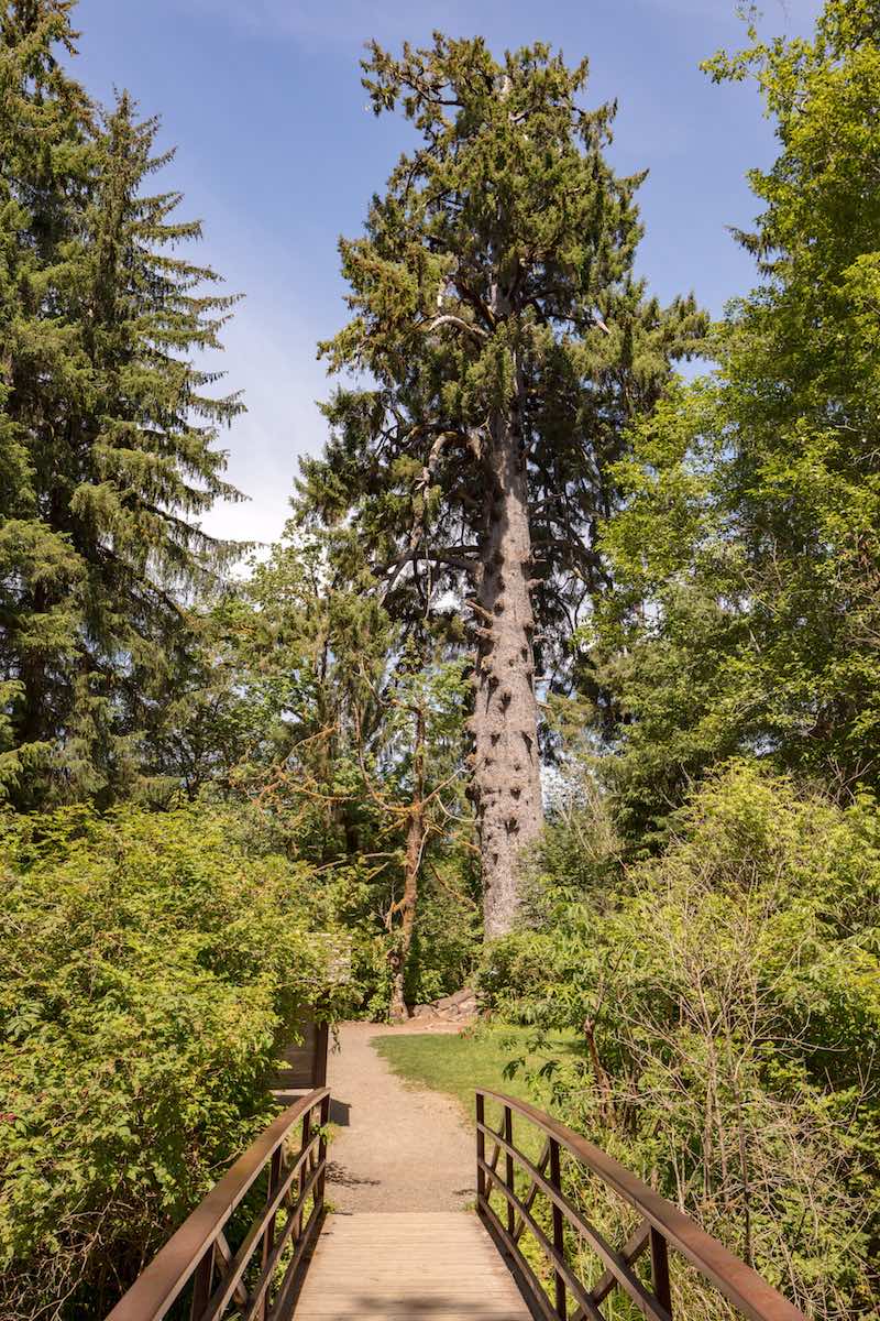 Footbridge leading to a giant tall sitka spruce tree, the largest in the world.