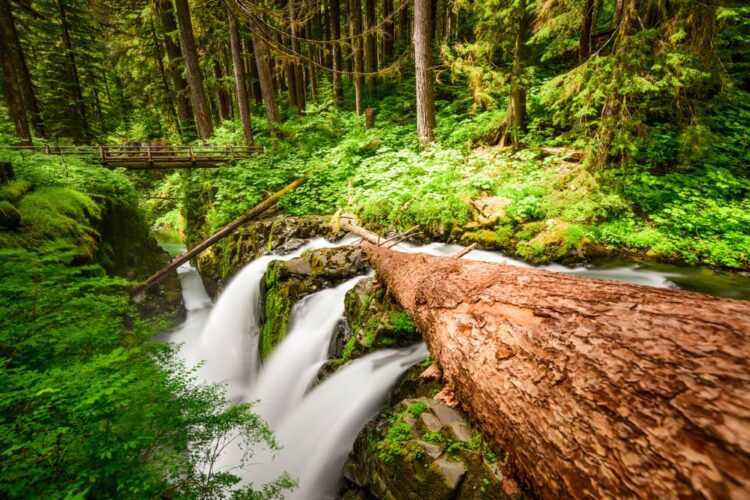 View of the Sol Duc Falls with a fallen tree trunk cutting across the base of the waterfall, three small waterfalls forming beneath it, with a footbridge in the background.