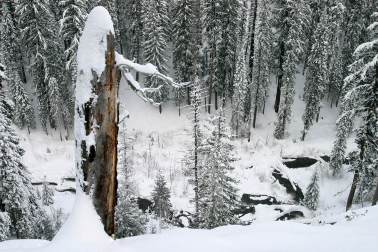 A snow-covered view of a creek, surrounded by snow-covered trees in Crater Lake National Park in winter.