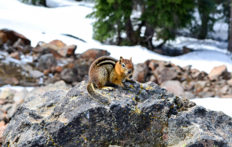 A small reddish-brown chipmunk with a stripe on its back sitting on a rock in a snow-covered landscape in Crater Lake