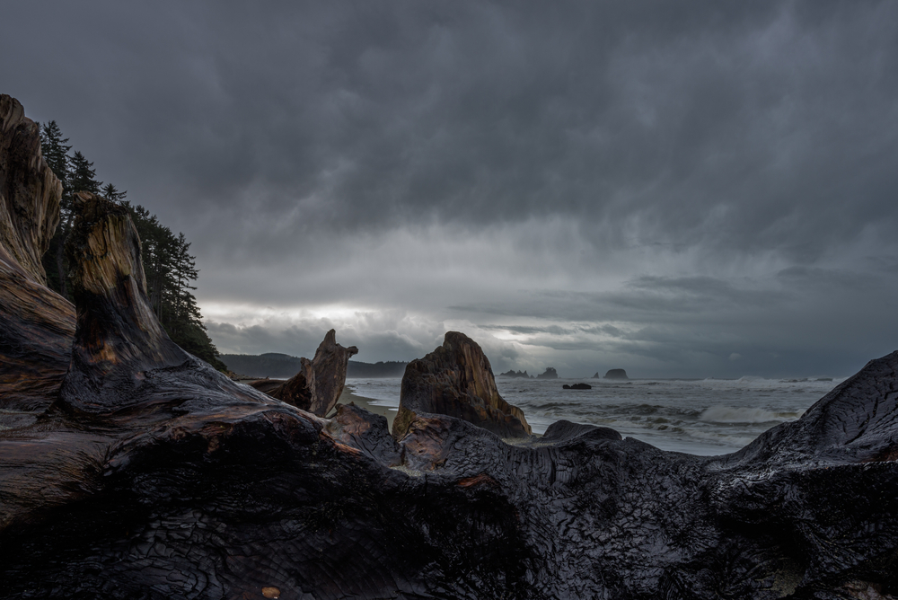 Olympic national park in december