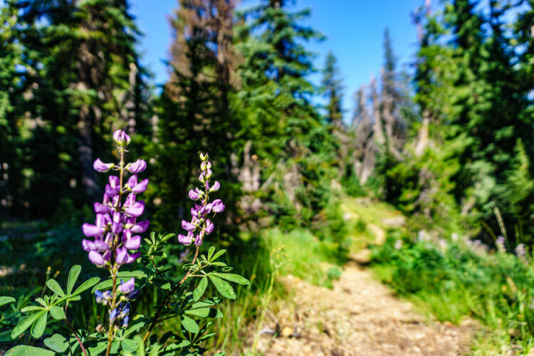 purple wildflowers along union peak trail oregon