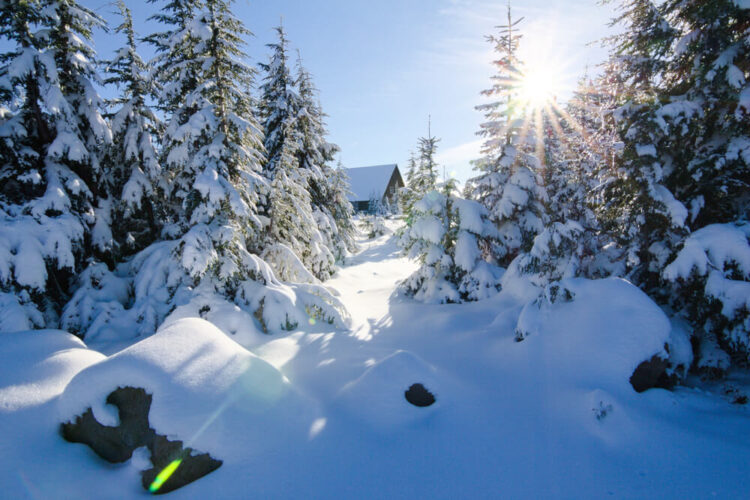 Forest and a small wooden log cabin after heavy fresh snowfall near Crater Lake Oregon in winter, on a sunny day after the snow