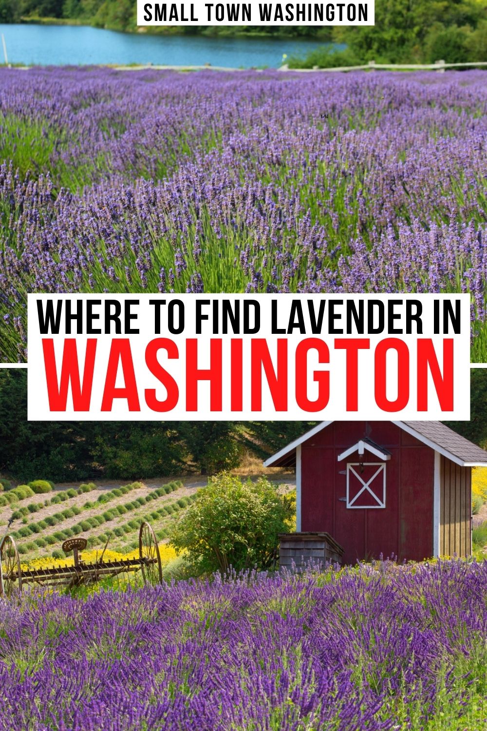 9 Lovely Lavender Farms and Fields in Washington • Small Town Washington