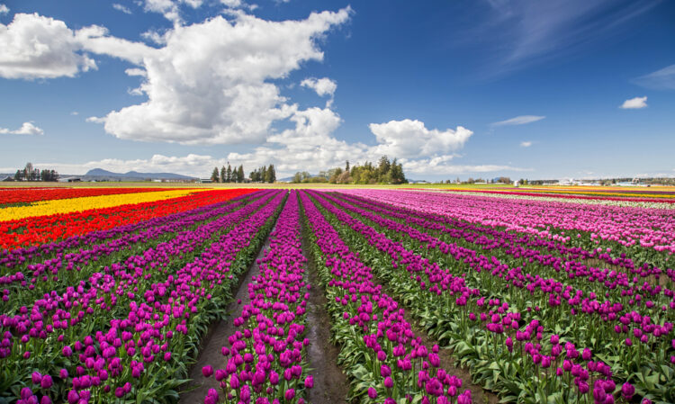 Rows of tulips in the Skagit Valley in shades of purple, red, yellow, pink, and white.