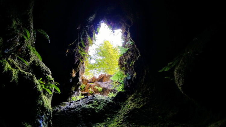 A dark, shadowy cave with plant life on the sides of the cave, with a bright hole for the opening of the mouth of the cave, with trees and rocks visible.