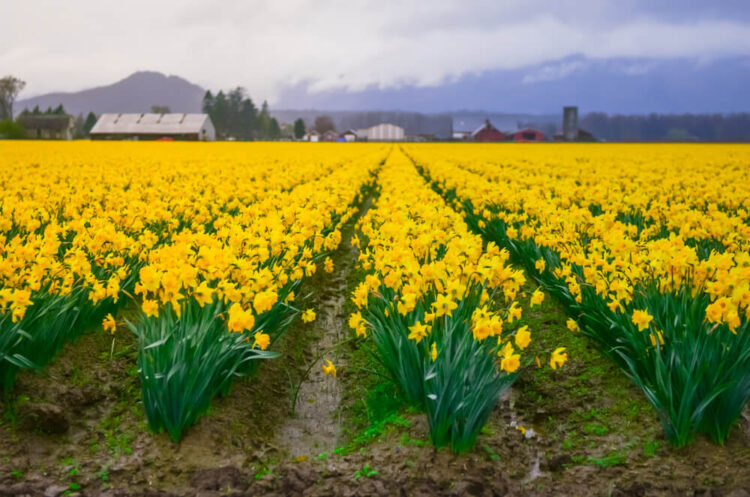 Several rows of daffodil plants in front of barns and other small houses in Washington State's Skagit valley, the best place for daffodils in Washington State.