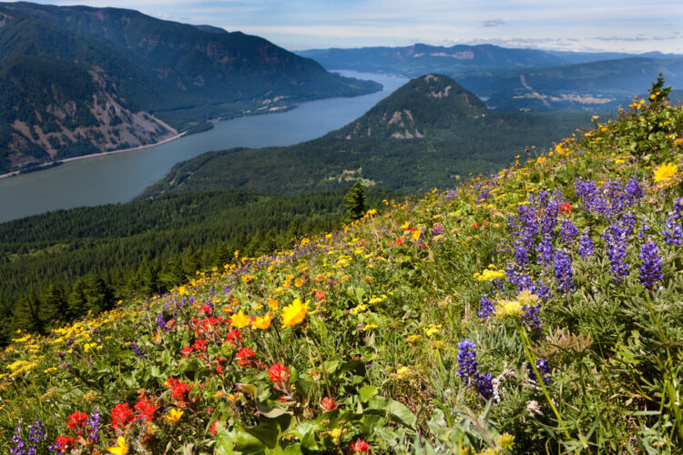 Red, yellow, and purple wildflowers blanketing the mountainside, overlooking pine forest and the Columbia River Gorge