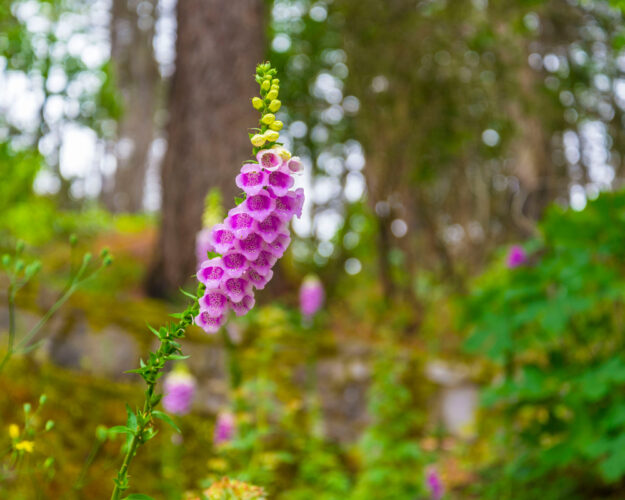 Pink foxglove clusters of flowers with a blurred background of an old growth forest.
