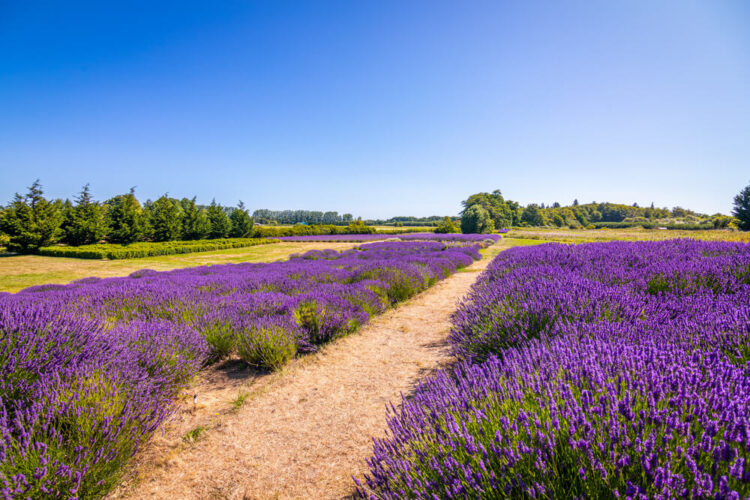 Purple lavender fields in Washington State with rows to walk between them on a farm.