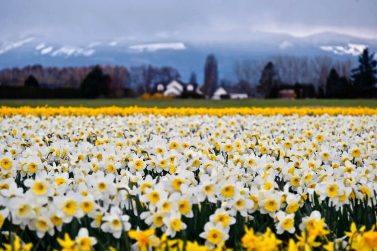 Close up of white and yellow daffodils in La Conner with a blurry backgound of farmhouses and snow-covered mountains in the distance.