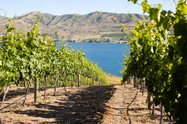 Close up photo of green grape vines on a hill over the blue water of Lake Chelan