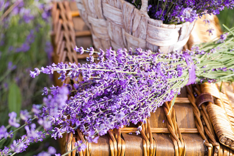 A cut bunch of lavender, held together with purple twine, on a rustic woven basket.