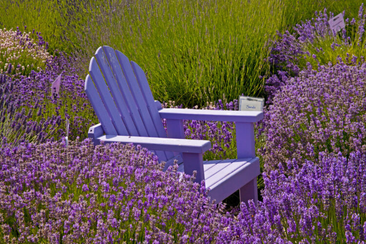 A purple chair in the middle of lavender bushes at a lavender farm in Sequim Washington