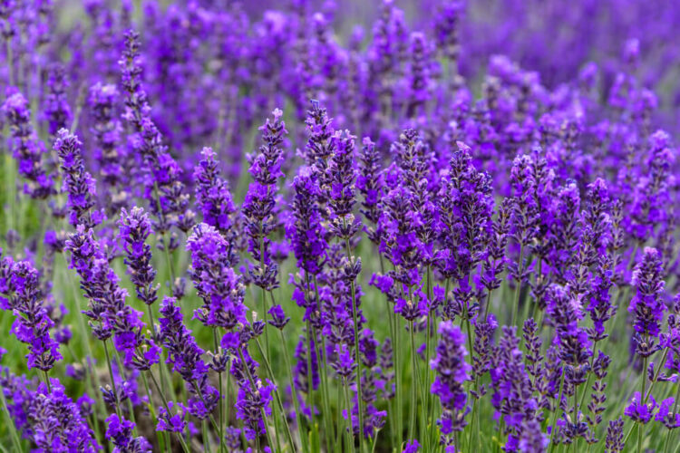 Close up detail of brilliant purple lavender fields in Oregon