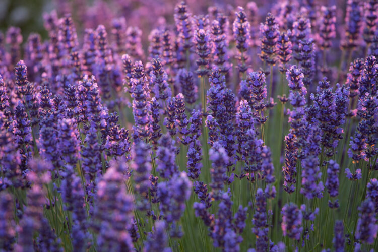 Close up of the lavender flowers blooming in briliant purple tones in the afternoon light.