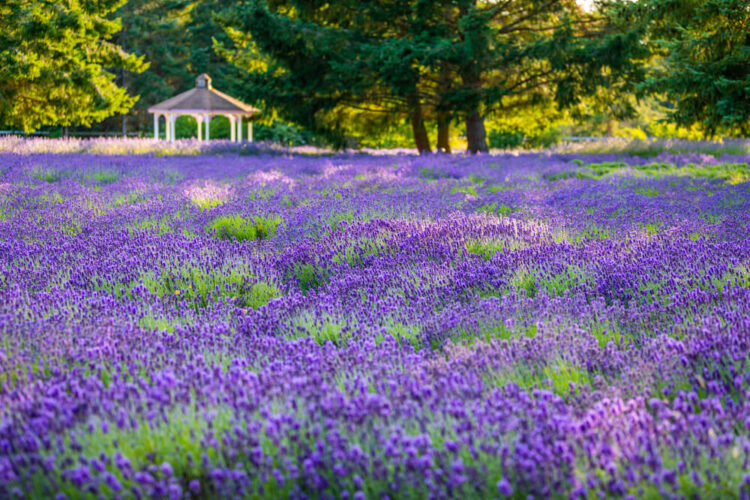 Lots of lavender bushes with a small gazebo in the background surrounded by trees and other greenery.