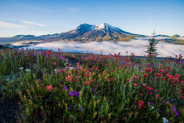 Red and purple wildflowers on a hill, overlooking Mt St Helens, which has snow on the. topand fog in the valley at its base