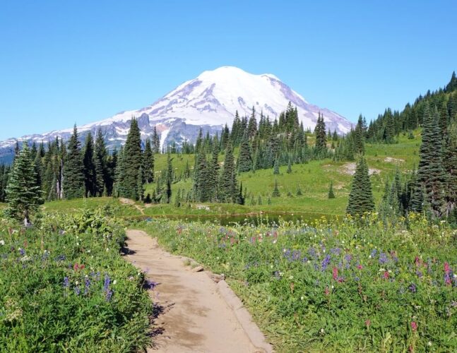 Hiking trail leading towards a lake with white, purple, and red wildflowers in the meadows, with a view of Mt Rainier covered in snow in the center of the image.