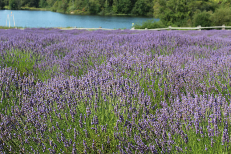 A view of lavender bushes with a backdrop of the Salish Sea, a beautiful Washington lavender farm on the San Juan islands