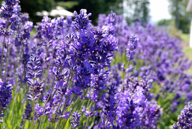Close up of purple lavender flowers with bokeh blur of other lavender plants and trees in the background at a lavender farm in Washington.