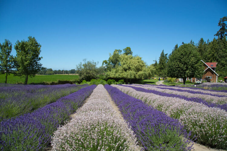 Rows of alternately light purple and dark purple lavender in Washington with a brown house in the background on a sunny day.