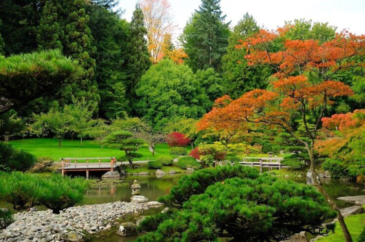 Brilliant green and orange foliage and plant life in the autumn in a Japanese-inspired garden in Seattle.