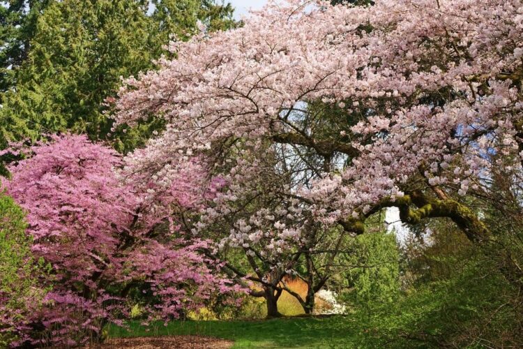 Cherry blossom trees in varying colors from light pink to hot pink surrounded by grass and other green foliage at the Botanic Garden in Seattle
