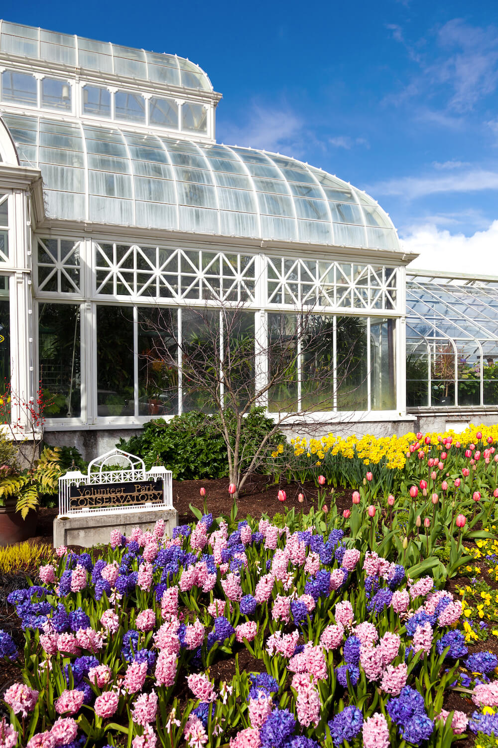 Pink and purple flowers outside of a white and glass greenhouse conservatory with tulips beside it.