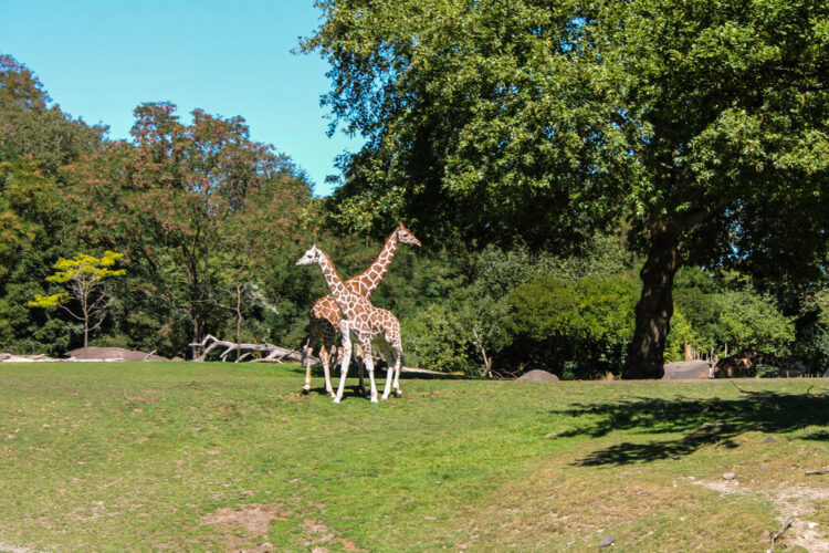 Two giraffes crossing paths in a large enclosure surrounded by trees at the Woodland Park Zoo in Seattle