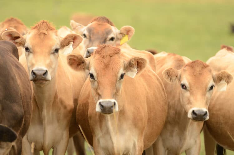 clump of brown cows looking at the camera