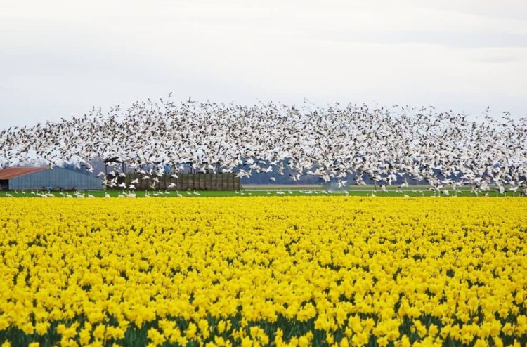 A flock of hundreds of white snow geese contrasting with a field of yellow daffodils and green grass.