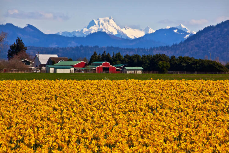 A brilliant orange-yellow field of daffodils in front of a bright red and green farm house with Mt Shuksan covered in snow in the background in spring.