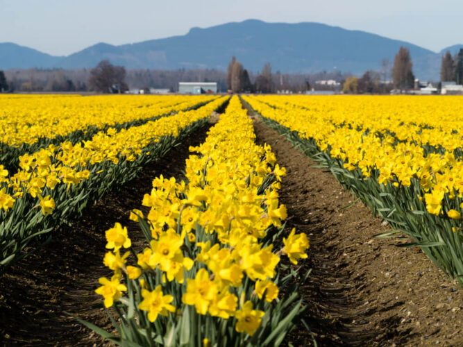 Rows of brilliant yellow daffodils at a Skagit Valley daffodil farm with a mountain the background