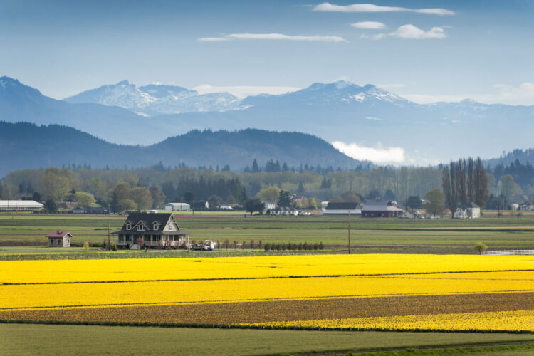 Fields full of brilliant yellow daffodils in Skagit Valley, with a farm house in front of several snow-covered mountains.