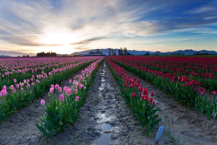 Tulip fields in Washington's Skagit Valley with muddy dirt between each row of pink and red tulips, seen at sunset.