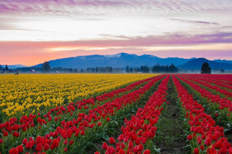 A field of yellow and red rows of tulips at the Skagit Valley Tulip Festival in April, with sunset colors in the distance and mountains.