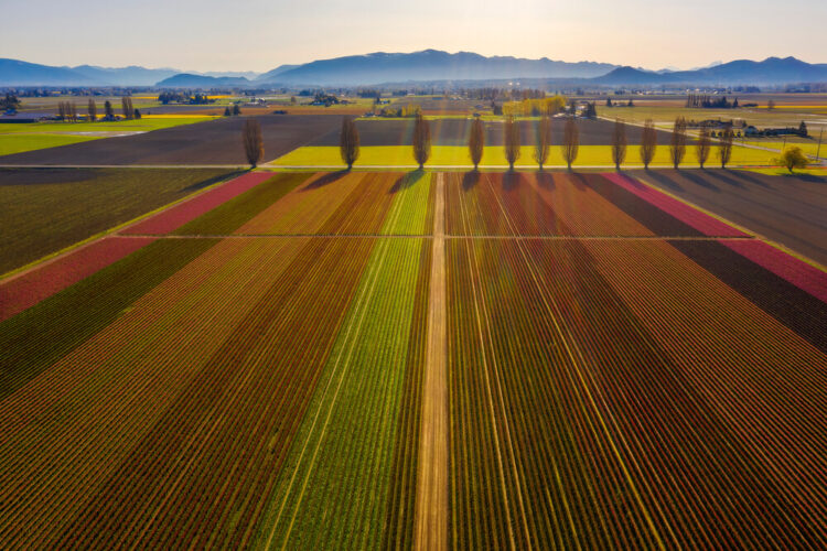 Aerial photo of the rows of Skagit Valley tulip fields in the late afternoon sunlight with green, red, and brownish stripes.