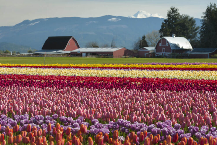 Field of purple, pink, red, white, and yellow tulips in front of a green grass field and reddish barns with mountains in the distance.