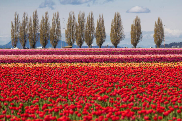 A giant field of tulip flowers. Most of the flowers are red tulips in front, then smaller stripes of orange, burgundy, and light pink tulips are behind it. There are some leafless trees in the distance behind the tulip field in the Skagit Valley.