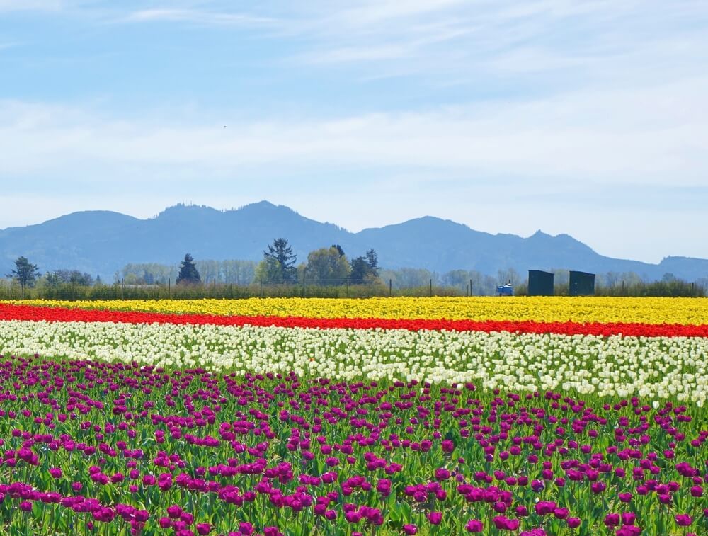 Rows of colorful tulips in the Skagit Valley of Washington. Purple tulips in front, then a row of white tulips, then a small stripe of red tulips, then more yellow tulips in the far back field, and finally mountains in the distance.