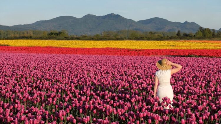 Woman in white dress and sunhat in the tulip fields near La Conner and Mount Vernon. Pink, red, and yellow patches of tulips.