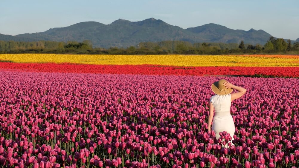 Skagit Valley Tulip Festival 2021: 10 Things to Know Before You Go!