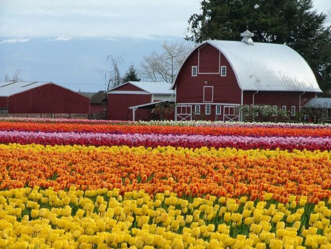 Field of brilliant yellow, orange, red, purple tulips with a red barn in the background at the Skagit Valley Tulip Festival near La Conner, WA