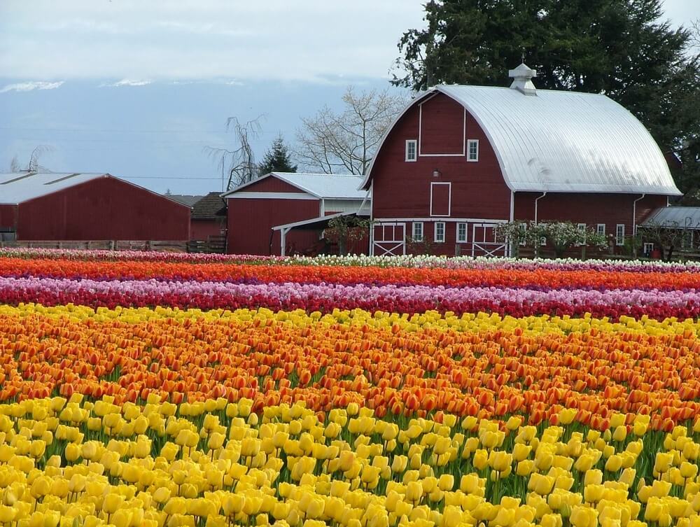 Red barn with silver roof in front of a large Skagit Valley tulip field with tulips in yellow, orange, pink, red, and white tones.