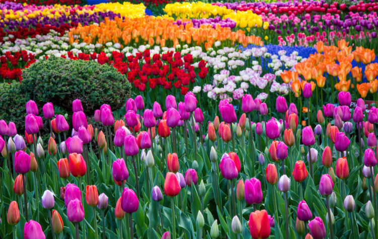 Scattered clusters of different colored tulips, ranging from yellow, fuschia, red, pink, orange, and deep purple, in a tulip field in the Skagit valley of Washington.