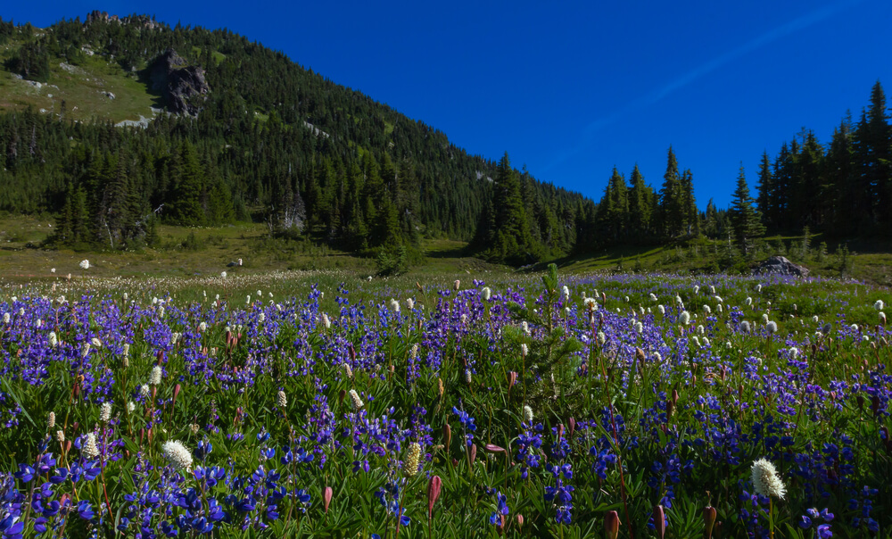 15 Best Wildflower Hikes in Washington State • Small Town Washington