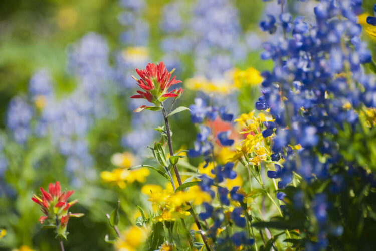 Close up of red, yellow, and purple wildflowers in Washington's Mt. Baker region