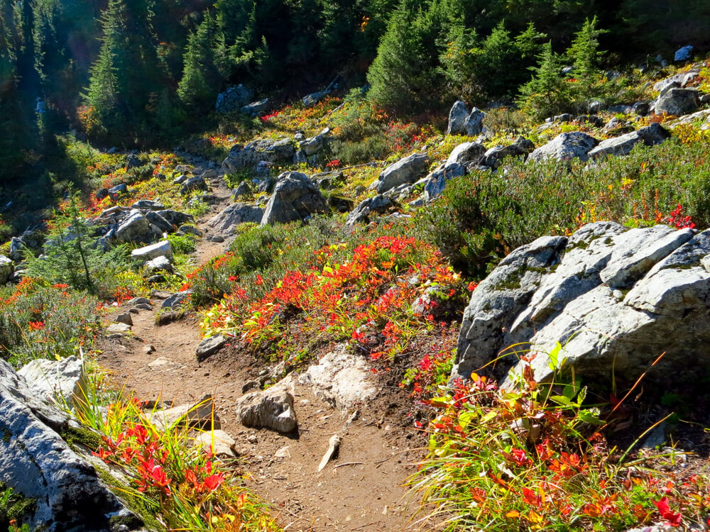 15 Best Wildflower Hikes in Washington State • Small Town Washington