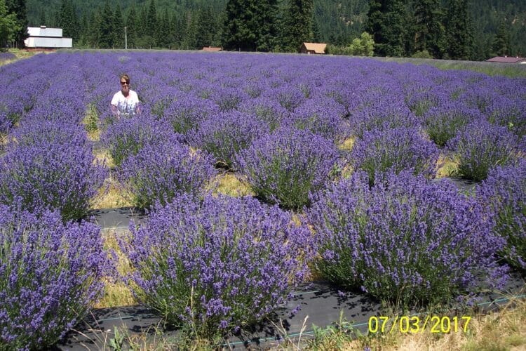 Author of article Laura Gray sitting in a lavender field in Oregon's Lavender Valley